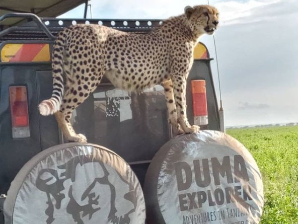 cheetah on truck