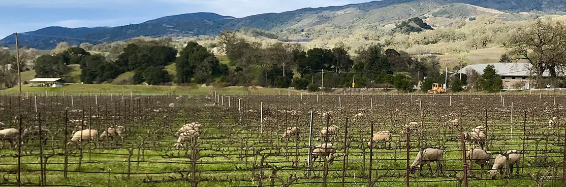 Sheep grazing a vineyard in California